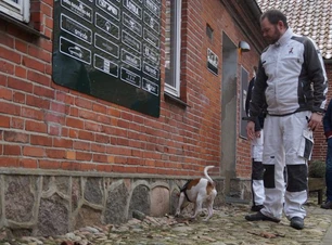 rottehund snuser efter rotter