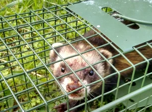 Billede af mår i et bur