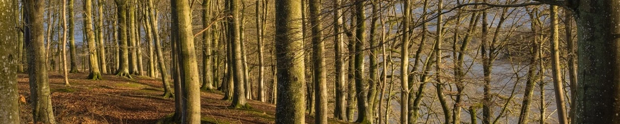 skadyrsbekæmpelse i Aarhus